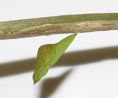 Leptosia alcesta inalcesta