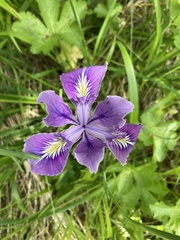 Iris tenax tenax