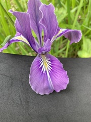 Iris tenax tenax