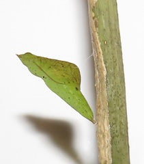 Leptosia alcesta inalcesta