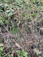 Poa unilateralis