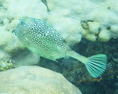 Acanthostracion polygonium