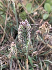 Poa unilateralis