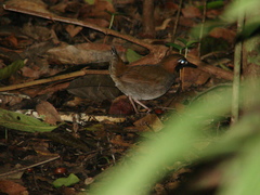 Formicarius moniliger