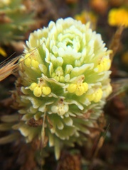 Castilleja ambigua
