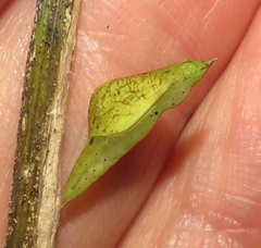 Leptosia alcesta inalcesta