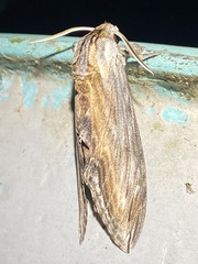 Sphinx franckii