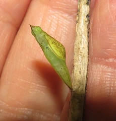 Leptosia alcesta inalcesta