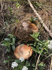 Amanita muscaria flavivolvata