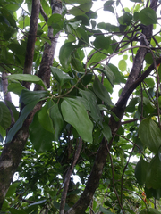 Decaisnina forsteriana