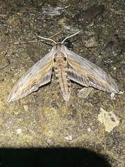 Sphinx franckii