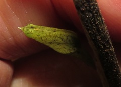 Leptosia alcesta inalcesta