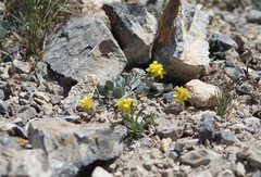 Physaria didymocarpa