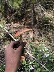 Amanita muscaria flavivolvata