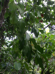 Decaisnina forsteriana