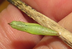 Leptosia alcesta inalcesta