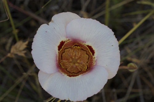 Image of Calochortus vestae by (c) Arvel Hernandez, some rights reserved (CC BY)