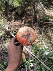 Amanita muscaria flavivolvata
