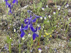 Delphinium sutherlandii