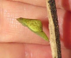 Leptosia alcesta inalcesta