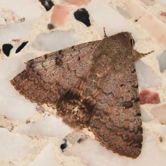 Pandesma quenavadi