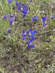 Delphinium sutherlandii