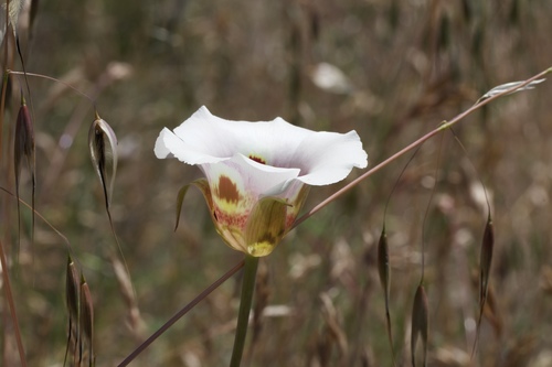 Image of Calochortus vestae by (c) Arvel Hernandez, some rights reserved (CC BY)