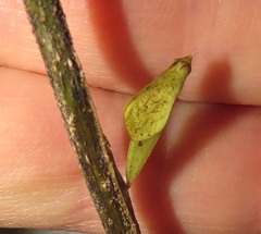 Leptosia alcesta inalcesta