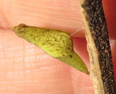 Leptosia alcesta inalcesta