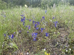 Delphinium sutherlandii