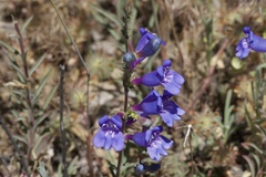 Penstemon heterophyllus purdyi