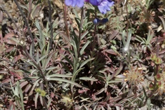 Penstemon heterophyllus purdyi