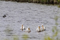 Pelecanus erythrorhynchos