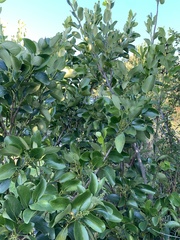 Griselinia littoralis