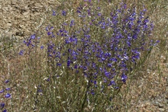 Penstemon heterophyllus purdyi