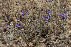 Penstemon heterophyllus purdyi