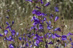 Penstemon heterophyllus purdyi