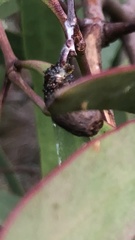 Delias harpalyce