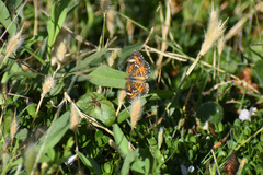 Phyciodes phaon phaon