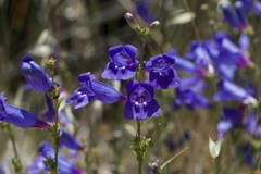 Penstemon heterophyllus purdyi