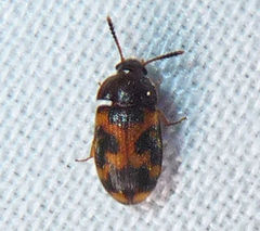 Mycetophagus flexuosus