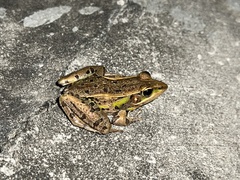 Lithobates sphenocephalus