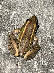 Lithobates sphenocephalus