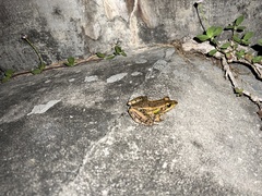 Lithobates sphenocephalus