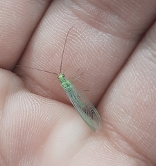 Chrysopa nigricornis