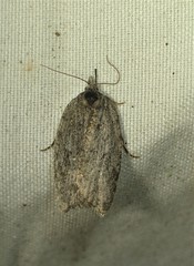 Acleris maximana