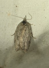 Acleris maximana