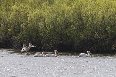 Pelecanus erythrorhynchos