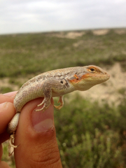 Sceloporus arenicolus