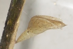 Leptosia alcesta inalcesta